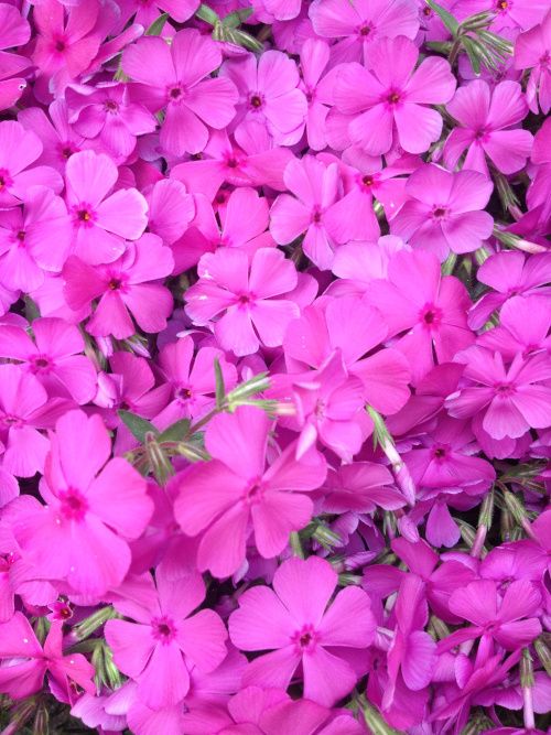 FiORiTuRe