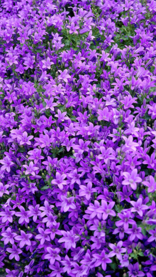 FioRiTuRe
