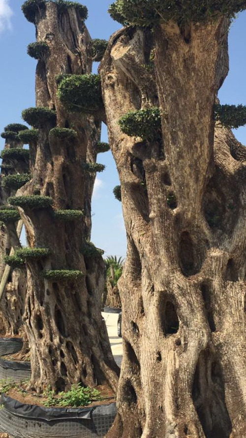 OLiVi MaCroBonSai MiLLeNaRi