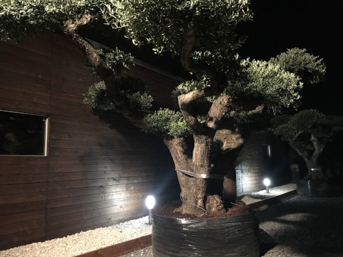 iLLuMiNaZiONe AzieNDaLe