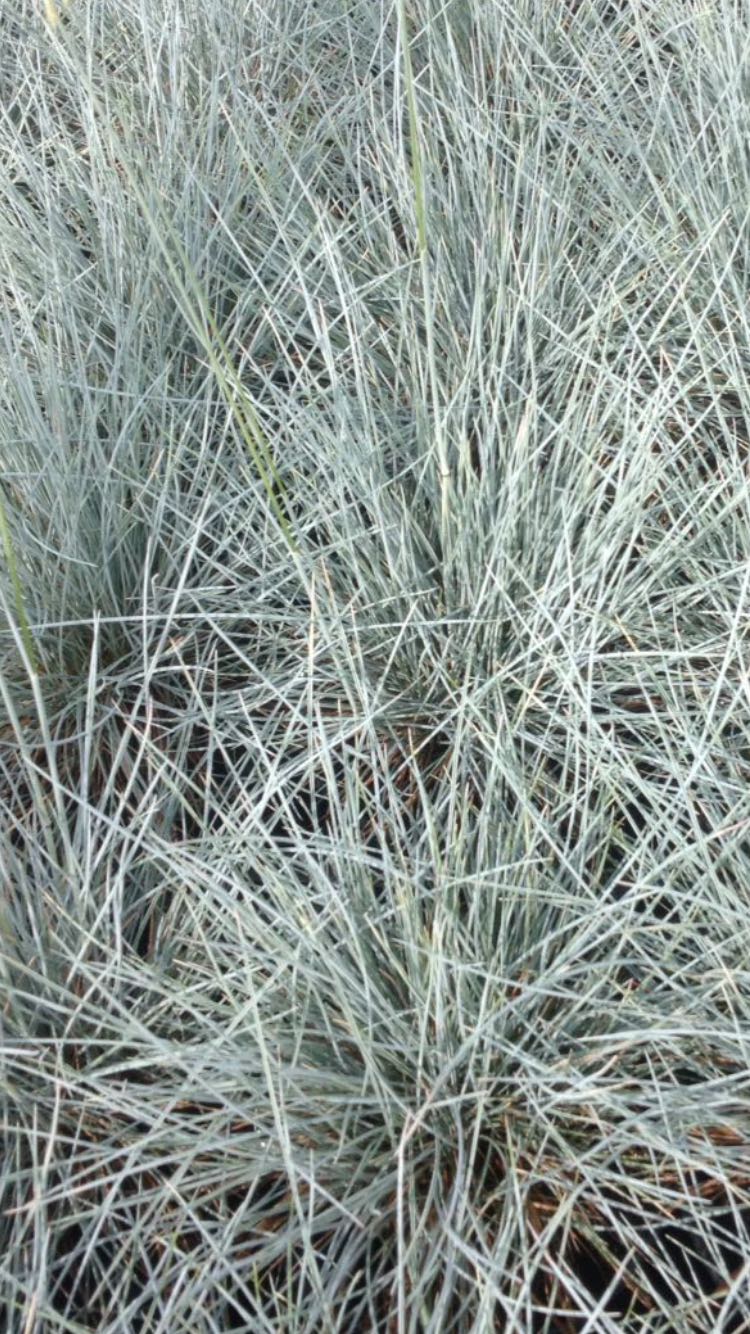 GRAMINACEE